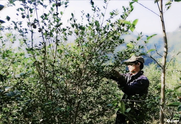 Kinh tế xã Cốc Pàng được đinh hướng gắn liền với rừng