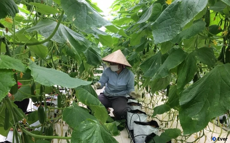 Lạc Thủy tập trung phát triển nông nghiệp theo hướng hàng hóa nhằm nâng cao giá trị nông sản