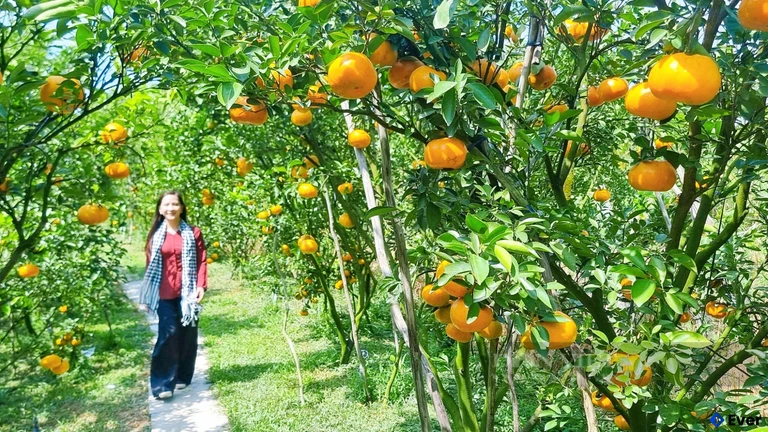 Lai Vung dần trở thành điểm đến hấp dẫn cho du khách tại miền Tây Nam Bộ