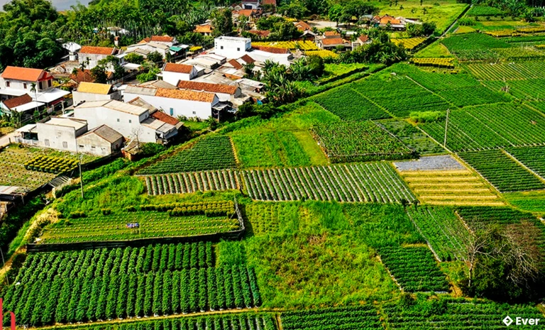Làng hoa Nghĩa Hiệp bên dòng sông Vệ