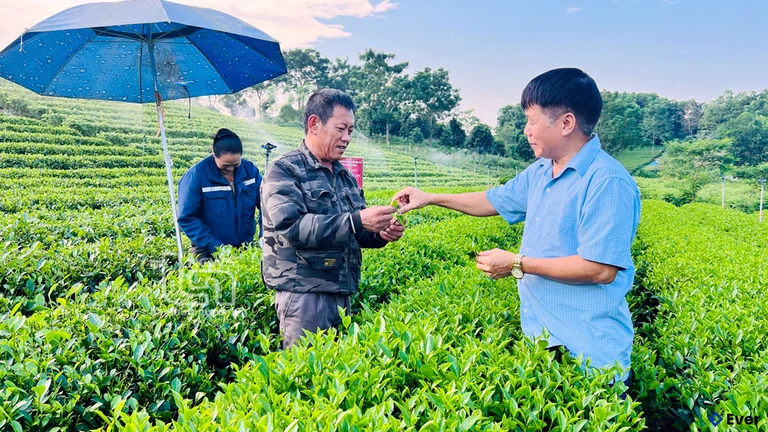 Làng nghề chè Phúc Thuận