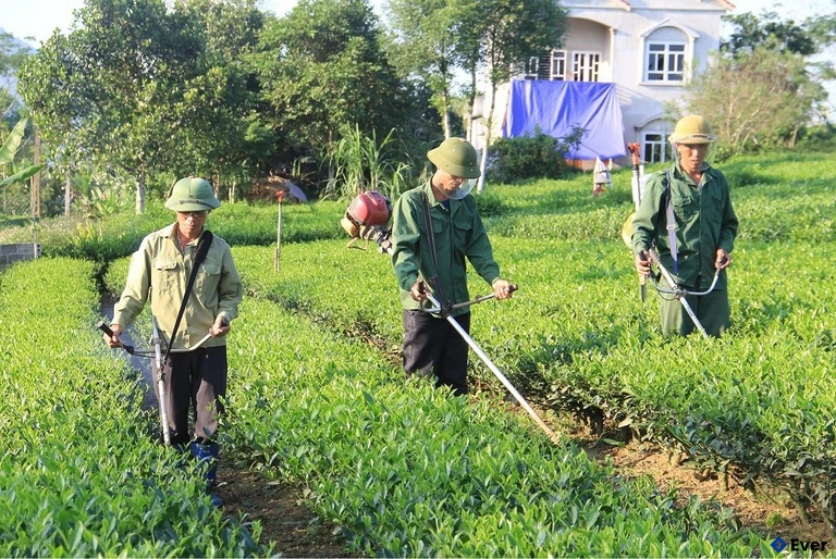 Làng nghề chè vẫn là một trong những làng nghề nổi bật của mảnh đất Định Hóa