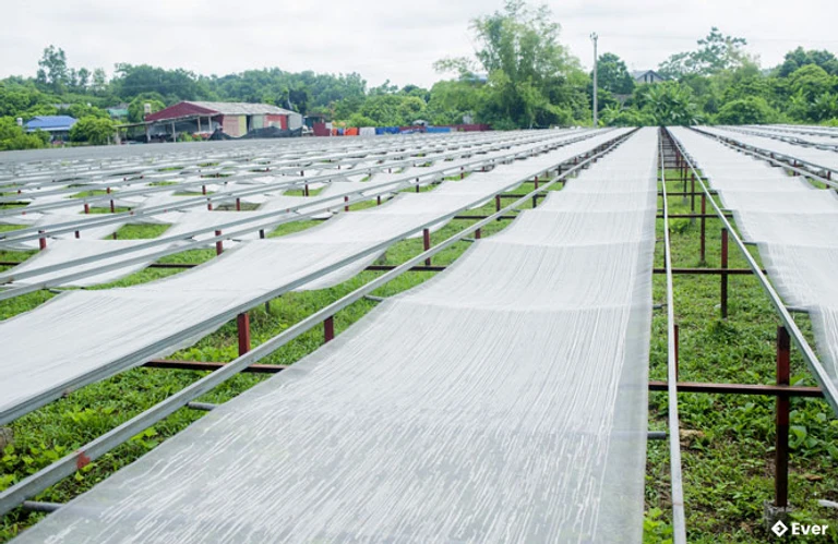 Làng nghề miến Việt Cường là một trong những điểm sáng của thủ phủ chè Thái Nguyên