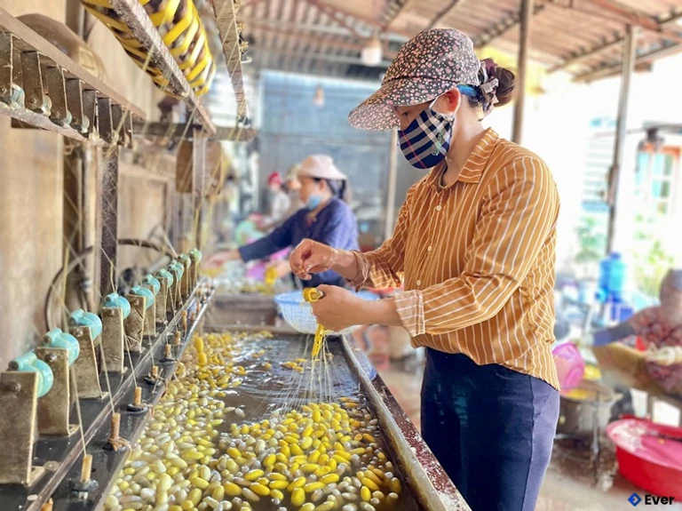 Làng nghề tơ tằm Vọng Nguyệt tại xã Tam Giang