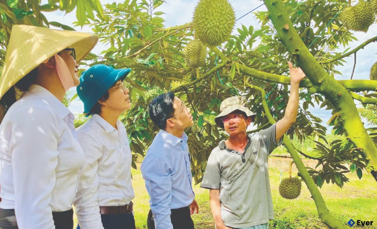 Lãnh đạo xã Đăk Mar tham quan vườn sầu riêng thuộc vùng xuất khẩu trên địa bàn