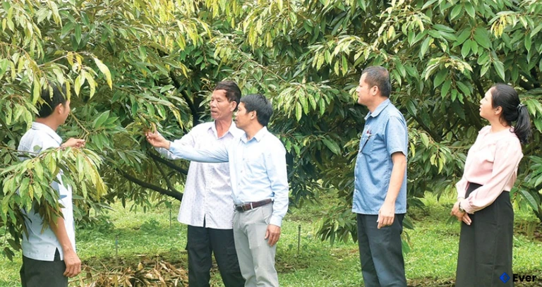 Lãnh đạo xã Dục Nông tham quan vườn sầu riêng đã được cấp mã số vùng trồng.