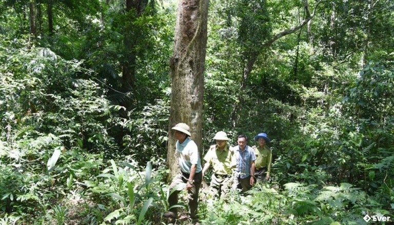 Lực lượng chức năng và người dân xã Sơn Kim 1 tuần tra, kiểm tra, bảo vệ các cánh rừng tái sinh