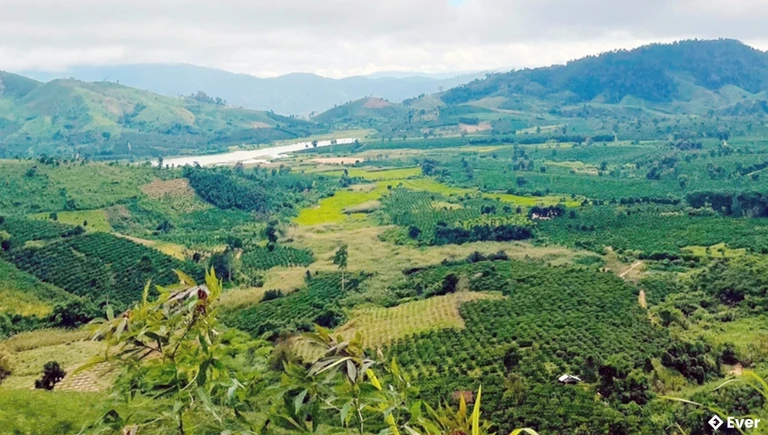 Màu xanh của cà phê phủ kín các thôn biên giới xã Đăk Long.