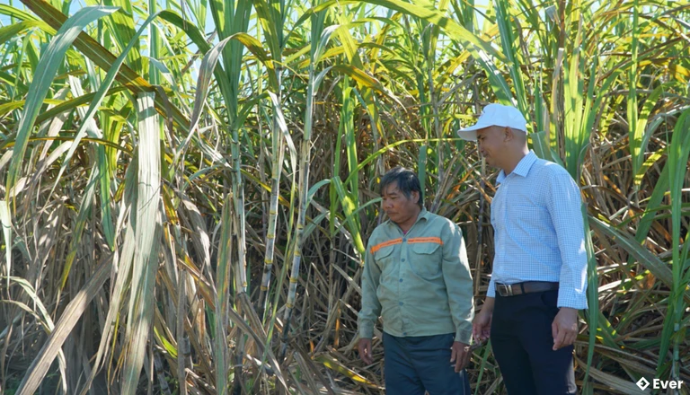 Mía là cây trồng chủ lực của xã Ngọk Bay