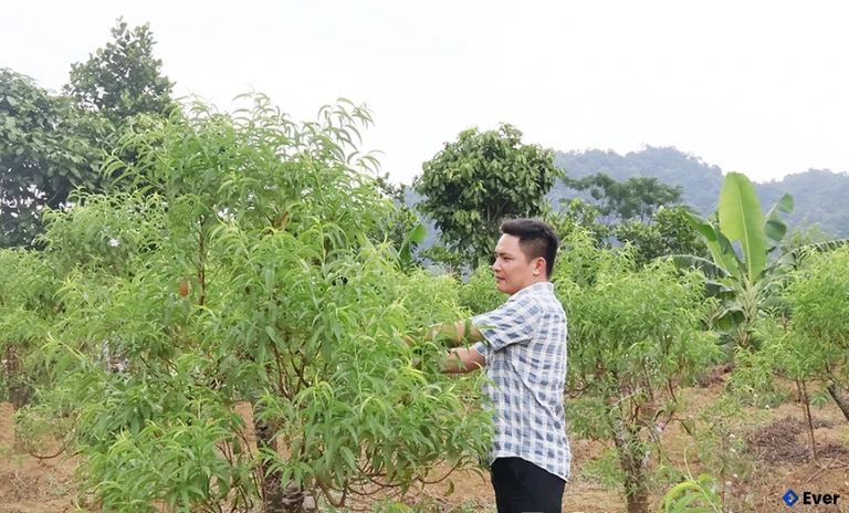 Mô hình cải tạo vườn tạp với khoảng 50 hộ trồng đào tại xóm Kim Bắc, xã Mường Động