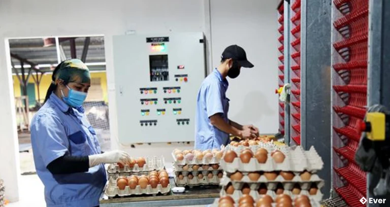 Mô hình chăn nuôi gà đẻ trứng