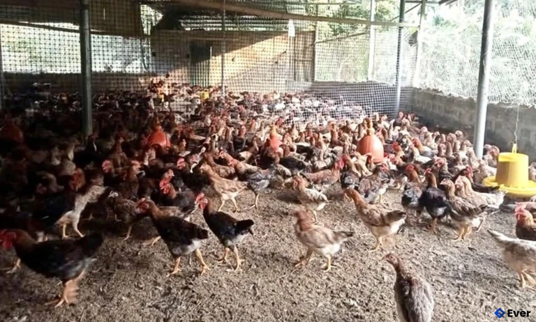 Mô hình chăn nuôi gà theo hướng an toàn sinh học tại xã Quan Sơn