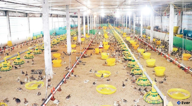 Mô hình chăn nuôi gia cầm an toàn tại xã Tam Dương Bắc