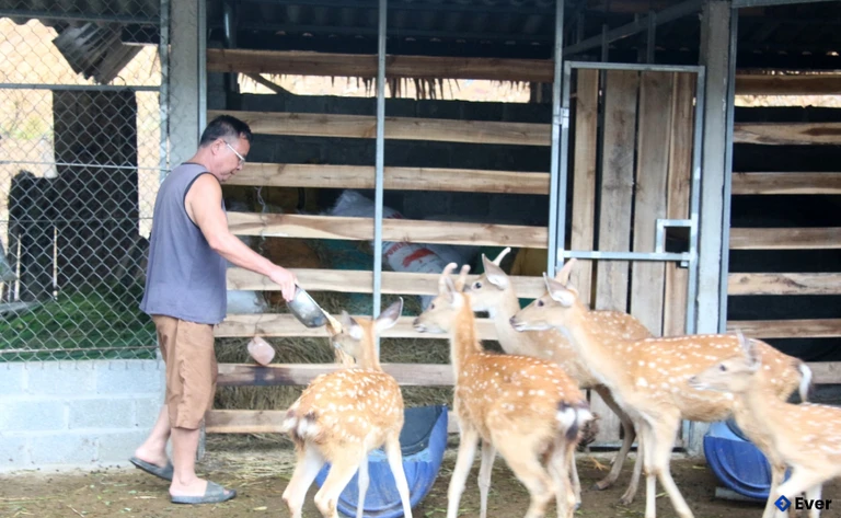 Mô hình chăn nuôi hươu, nai của gia đình ông Hà Văn Hải ở Khu 8 - Đồng Chung xã Tu Vũ