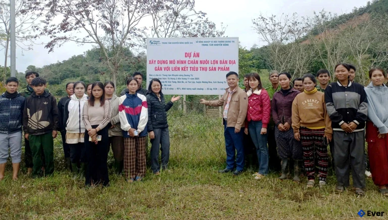 Mô hình chăn nuôi lợn bản địa gắn với liên kết tiêu thụ sản phẩm
