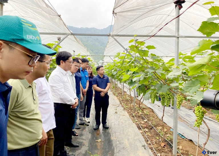 Mô hình chuyển đổi đất trồng ngô sang trồng nho tại xã Lùng Tám