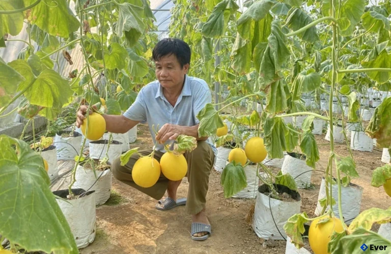 Mô hình dưa Kim Hoàng Hậu trong nhà của gia đình ông Lê Văn Máy, xã Thường Xuân