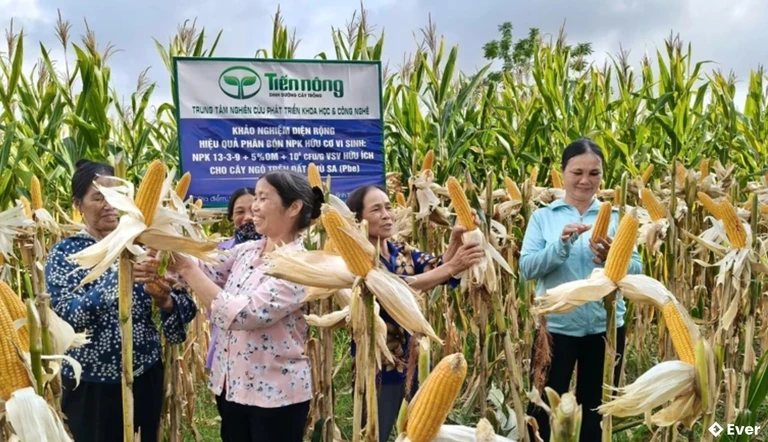 Mô hình khảo nghiệm phân bón NPK hữu cơ vi sinh tại xã Hoằng Giang