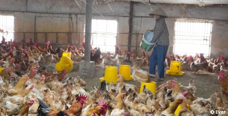 Mô hình kinh tế hiệu quả của bà Đoàn Thị Anh, ở thôn Đông, xã Thụy Anh.