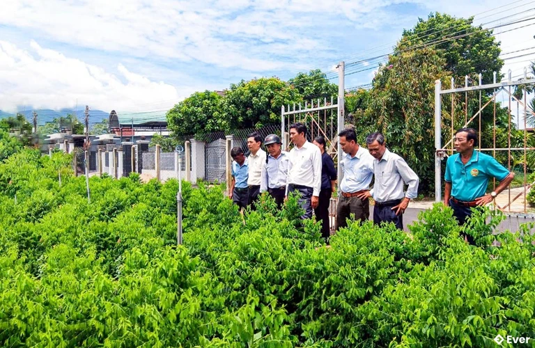 Mô hình liên kết trồng rau bồ ngót giá trị kinh tế cao tại xã Diên Thọ