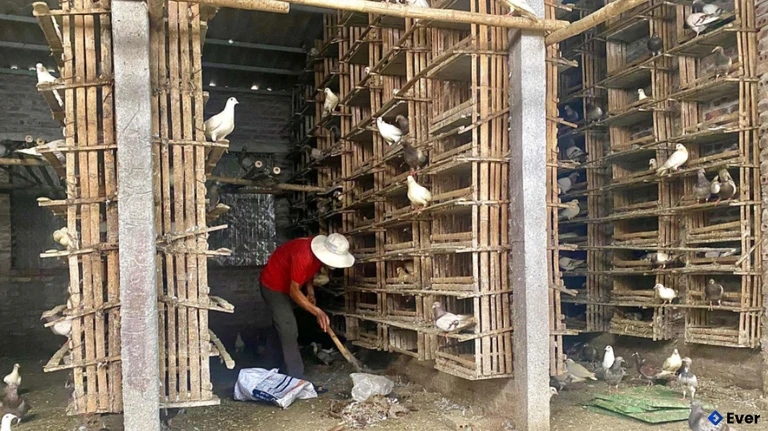 Mô hình nuôi chim bồ câu thương phẩm ở thôn Đông Đô Kỳ, xã Thần Khê.