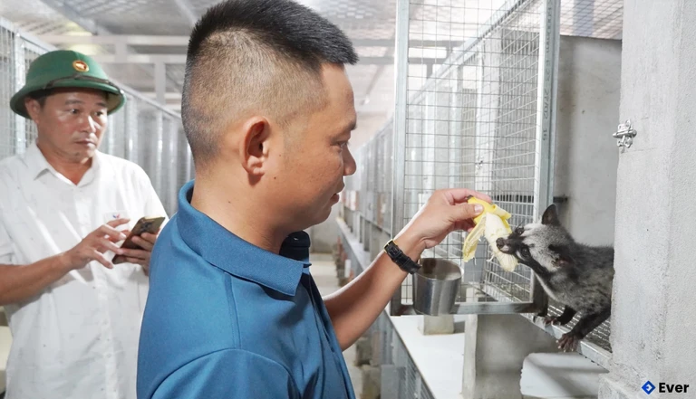 Mô hình nuôi chồn hương của anh Nguyễn Minh Hoàng đang phát triển hiệu quả