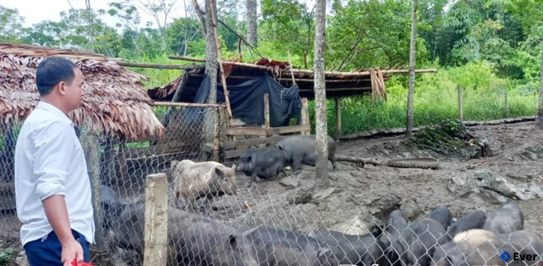 Mô hình nuôi lợn đen bản địa thả rông, ít công chăm sóc mang lại hiệu quả cao cho các hộ dân ở xã Tân Pheo