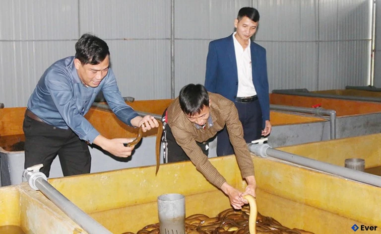 Mô hình nuôi lươn của anh Phong mở ra triển vọng mới về phát triển kinh tế ở xã Sơn Hồng
