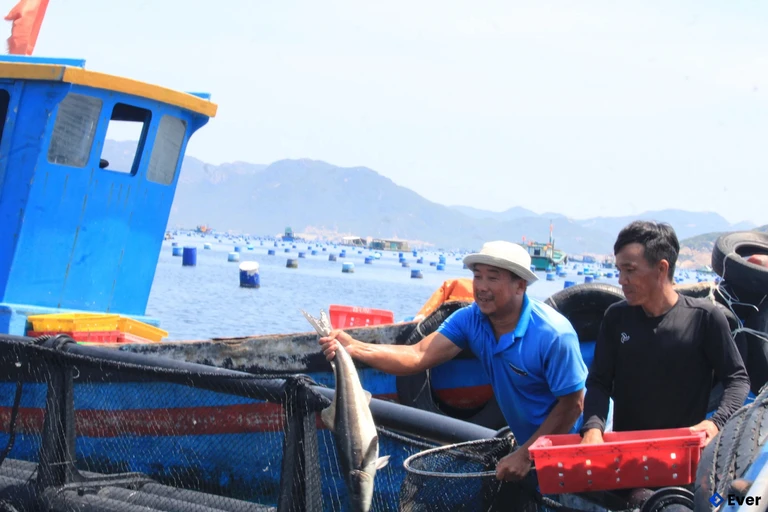 Mô hình nuôi trồng thủy sản tiếp tục được duy trì tại xã Nam Cam Ranh