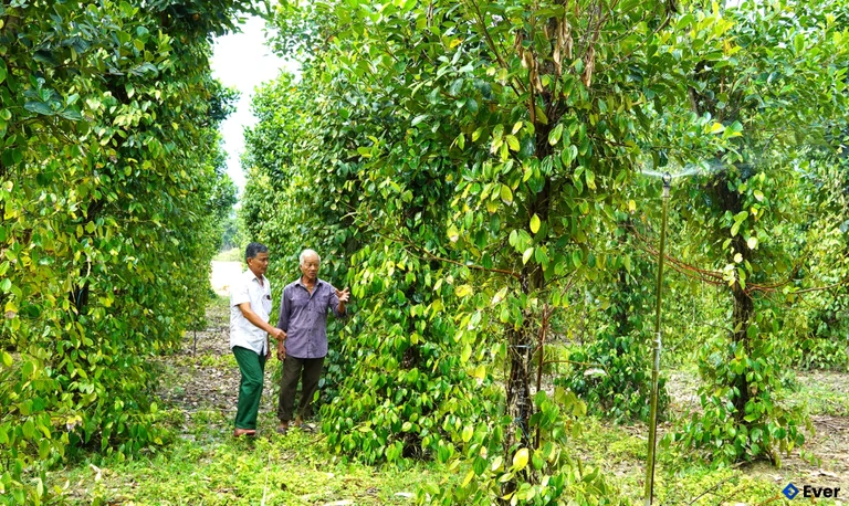 Mô hình phát triển kinh tế của người dân Đồng Sơn