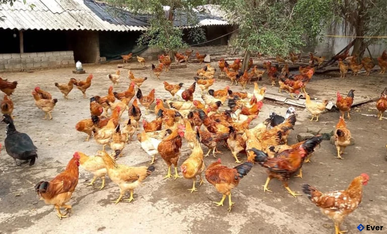 Mô hình phát triển kinh tế của thành viên HTX chăn nuôi trồng trọt trên địa bàn