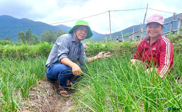 Mô hình sản xuất cây kiệu đạt chuẩn VietGAP của 14 hộ dân ở xã Phù Mỹ Tây