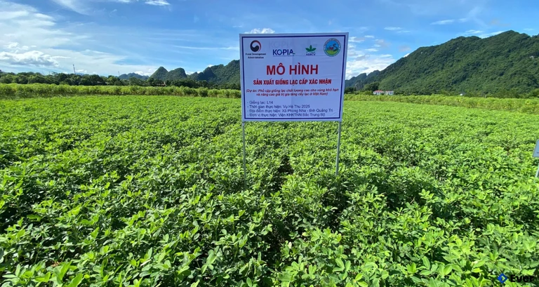 Mô hình sản xuất giống lạc cấp xác nhận tại xã Cam Lộ