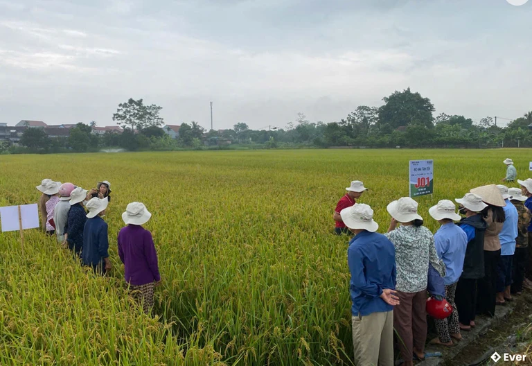 Mô hình sản xuất giống lúa japonica chất lượng cao j01