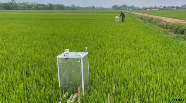 Mô hình sản xuất lúa giảm phát thải thực hiện tại xã Vĩnh Thủy