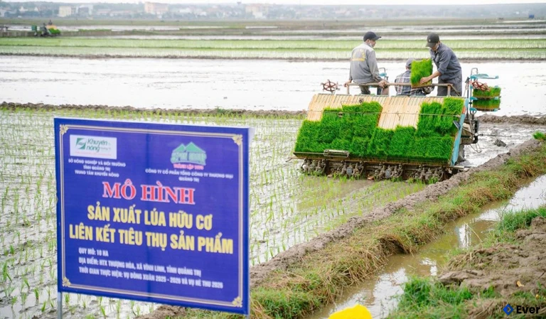 Mô hình sản xuất lúa hữu cơ tại xã Vĩnh Linh