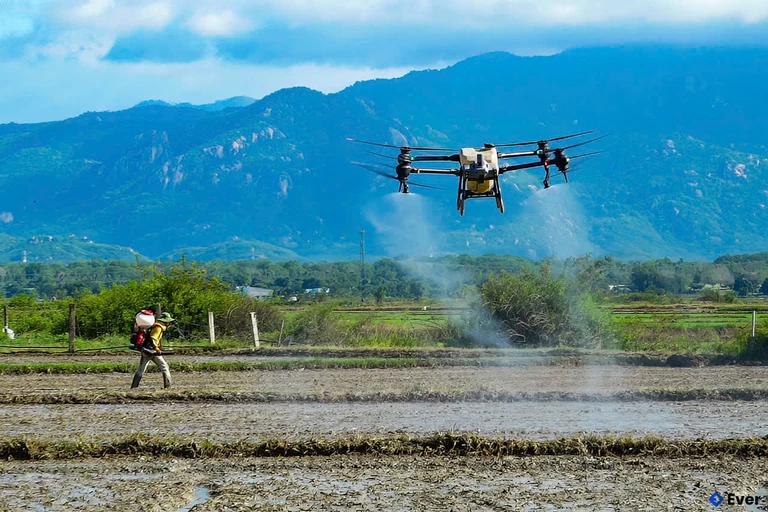 Mô hình sản xuất lúa không dấu chân tại Bắc Bình