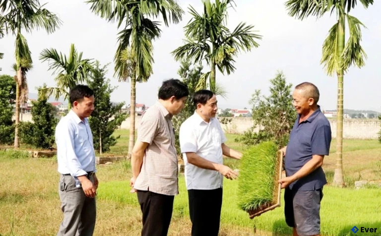 Mô hình sản xuất mạ khay của hộ ông Bùi Văn Toan ứng dụng công nghệ vào sản xuất nông nghiệp