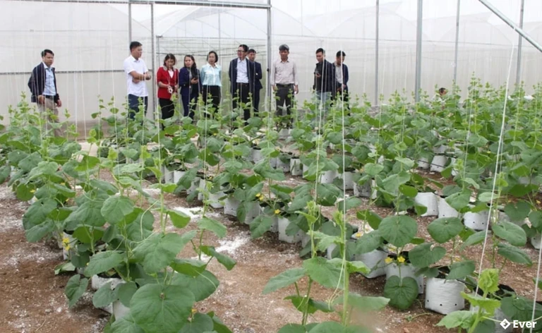 Mô hình sản xuất nông nghiệp hiện đại của HTX dịch vụ nông nghiệp Kiên Thọ