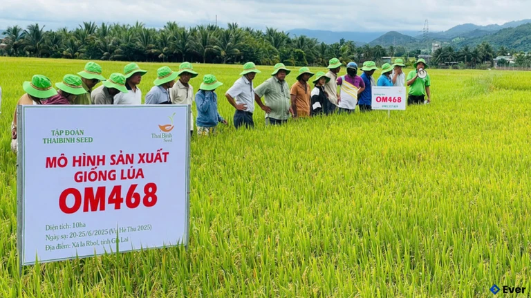 Mô hình thâm canh giống lúa OM468 tại cánh đồng bôn Hoai