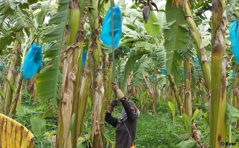 Mô hình trang trại trồng chuối tây xuất khẩu sang thị trường Trung Quốc của gia đình anh Hà Văn Tú, xã Vĩnh Chân