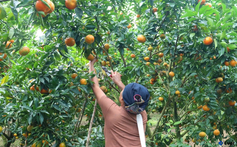 Mô hình trồng cam, hướng phát triển kinh tế ở xã biên giới Tam Lư