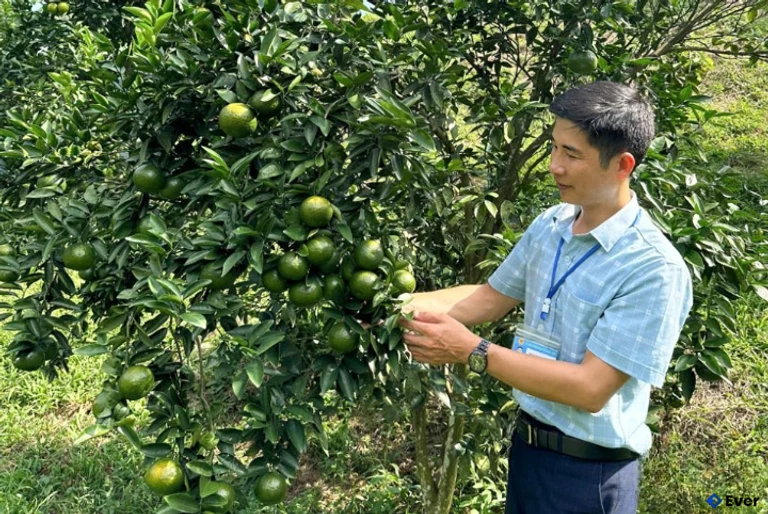Mô hình trồng cam tại xóm Khuổi Mèo, xã Sảng Mộc