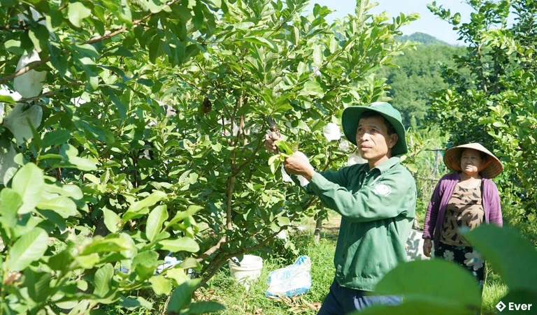 Mô hình trồng cây ăn quả đang được Quế Phước nhân rộng