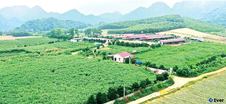 Mô hình trồng cây ăn quả liên kết kết hợp chăn nuôi hiện đại ở xã Vân Du theo hướng kinh tế xanh