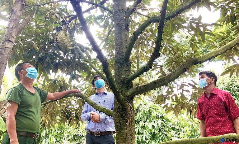 Mô hình trồng cây ăn quả trên địa bàn xã Ia Khươl cho thu nhập cao