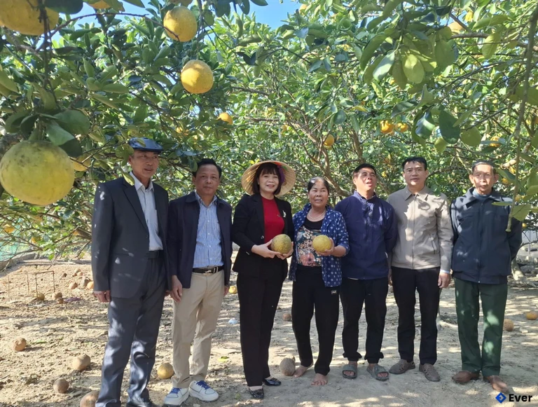 Mô hình trồng cây bưởi tại xã Thọ Ngọc