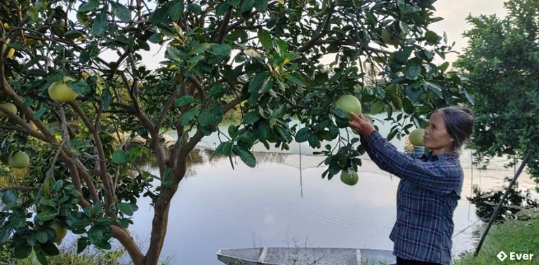 Mô hình trồng cây có múi hiệu quả của gia đình ông Nguyễn Đình Dân, xã Tống Trân.