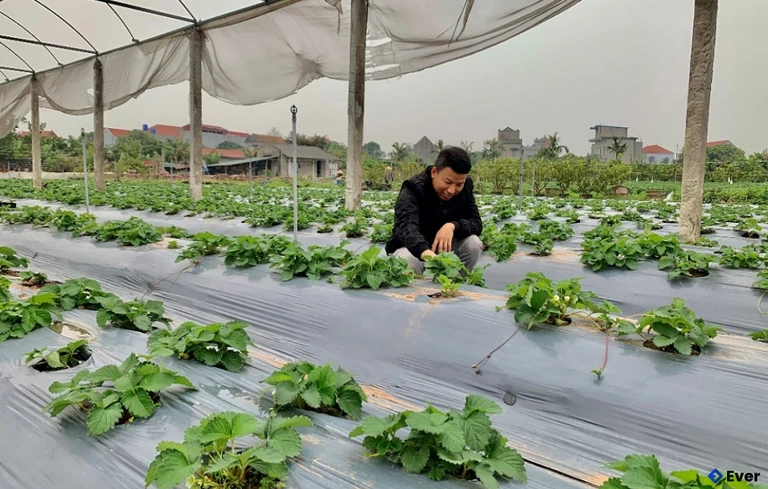 Mô hình trồng dâu tây của gia đình Trần Bá Cấn, xã Hiệp Cường