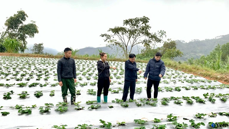 Mô hình trồng dâu tây tại xã Thàng Tín